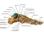 Anatomie: heup,bovenbeen,knie,onderbeen,enkel,voet,acetabulum,collum femoris,trachanter,femur,epicondyl,meniscus,kruisband,cruciate ligament,patella,knieschijf,tibia,fibula,malleolus,talus,calcaneus,tarsus,metatarsus,phalanx,falanx,quadriceps femoris,rectus femoris,sartorius,tensor fasciae latae,tractus iliotibialis,biceps femoris,gastrocnemius,semimembranosus,semitendinosus,soleus,suralis,vena saphena parva,vena saphena magna,sciatic,ischiadicus,peronea